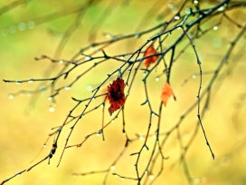 被雨淋湿的树枝