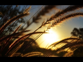 夕阳下的芦苇狗尾草壁纸