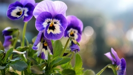美丽的小紫罗兰花瓣植物