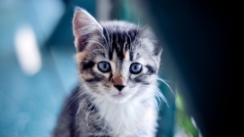 蓝眼睛的小猫
