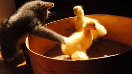 可爱猫戏耍小鸭子