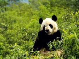 国宝熊猫壁纸