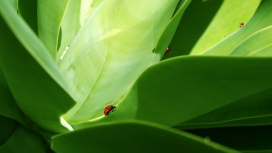 高清晰绿叶上的红色瓢虫壁纸