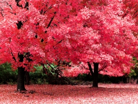 秋幻想-红色树林壁纸