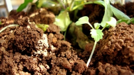 高清晰泥土中的绿色萌芽