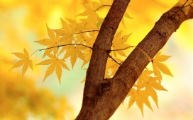 高清晰枫树叶分支与叶