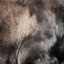 Tier马皮毛摄影-德国慕尼黑Jürgen Heckel摄影师作品