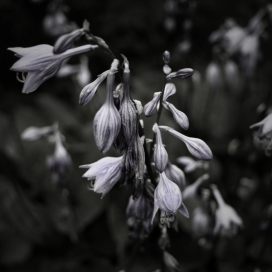 瑞士伯尔尼Giuseppe Mileti摄影师作品-花瓣植物作品