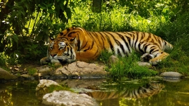 睡在河边草丛里的老虎