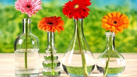 四瓶非洲菊花卉