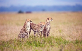猎豹家庭-三只猎豹动物壁纸