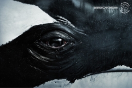 Sea Shepherd海洋动物守护者公益平面广告
