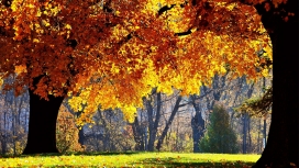 秋-硕大的枫叶树自然风景