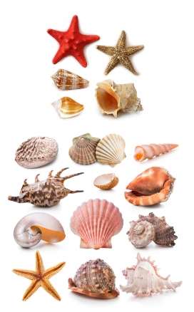 高清晰海洋贝壳类壁纸-海螺-海星