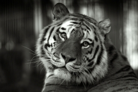 猫科动物黑白作品-芬兰埃斯波Nina Lindfors摄影师作品