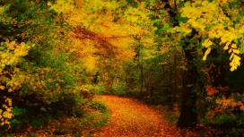 惊人的油画般林路