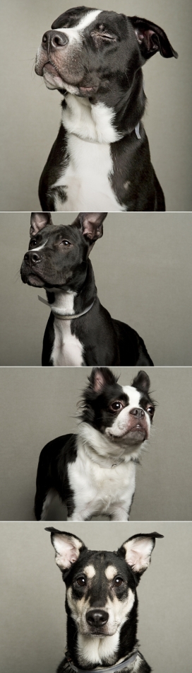 狗-美国纽约LaNola Stone动物摄影师作品