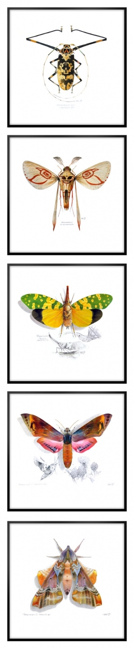 Polymorphs昆虫插画-丹麦Peter Nielsen插画设计师作品