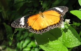 草丛中的黄黑色蝴蝶