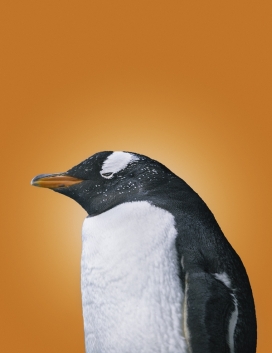 鸟类摄影-加拿大Derek Heisler人文地理自然摄影师作品-Model Animals