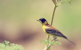 高清晰微距彩色鸟壁纸