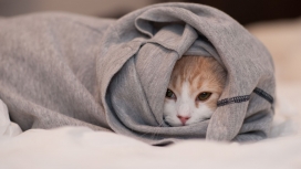 高清晰躲在T恤里面的宠物猫壁纸