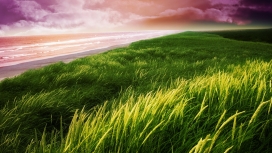 野生海滩-高清晰绿油油的草地
