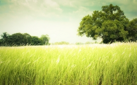 高清晰漂亮的绿色草地与树