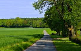 高清晰绿色草地树林小道