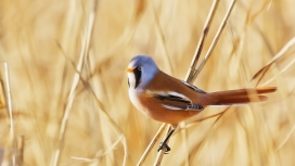 高清晰芦苇里彩色的鸟