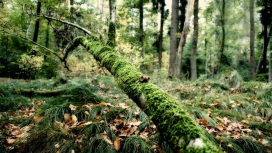 高清晰被苔藓裹住的弯曲树干