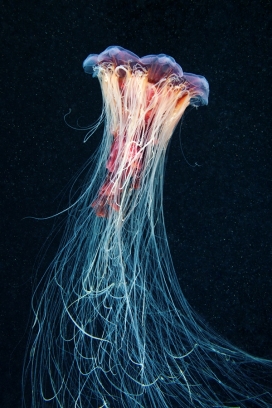 疯狂带须丝的水母-莫斯科Alexander Semenov插画摄影师作品