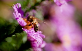 高清晰采蜜的蜜蜂