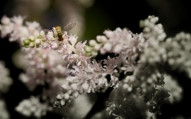 梦幻花园-采蜜的大黄蜂壁纸