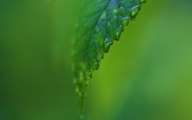 高清晰绿色叶子上的微距水滴