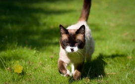 草地上奔跑的类似浣熊宠物猫