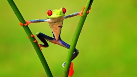 高清晰趴在竹竿上的五颜六色青蛙