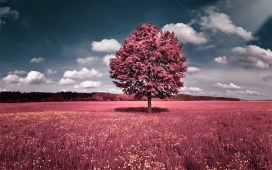 紫夏场-被PS红树的风景