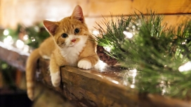 高清晰圣诞小猫壁纸