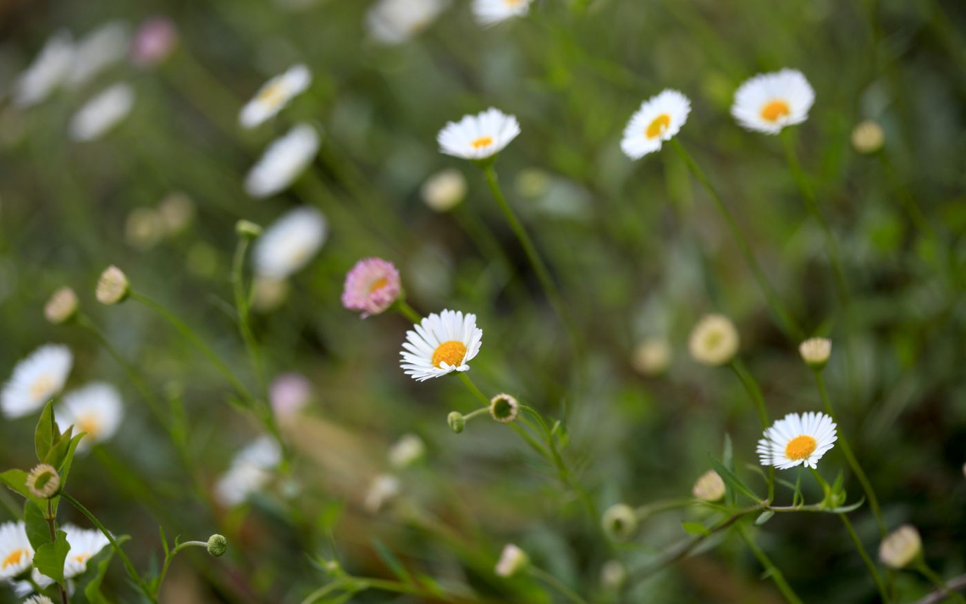微距下的小兰花图片