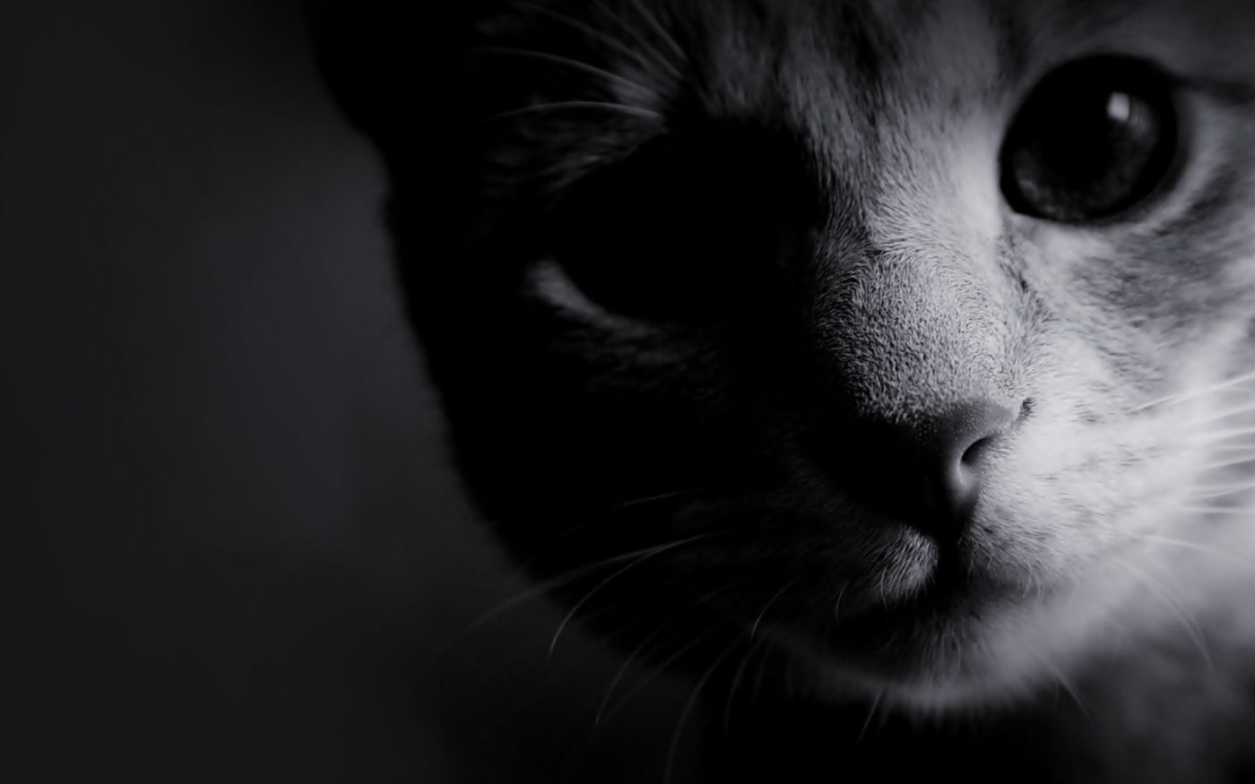 【摄影】黑白猫片|摄影|动物|一本本无道 - 原创作品 - 站酷 (ZCOOL)