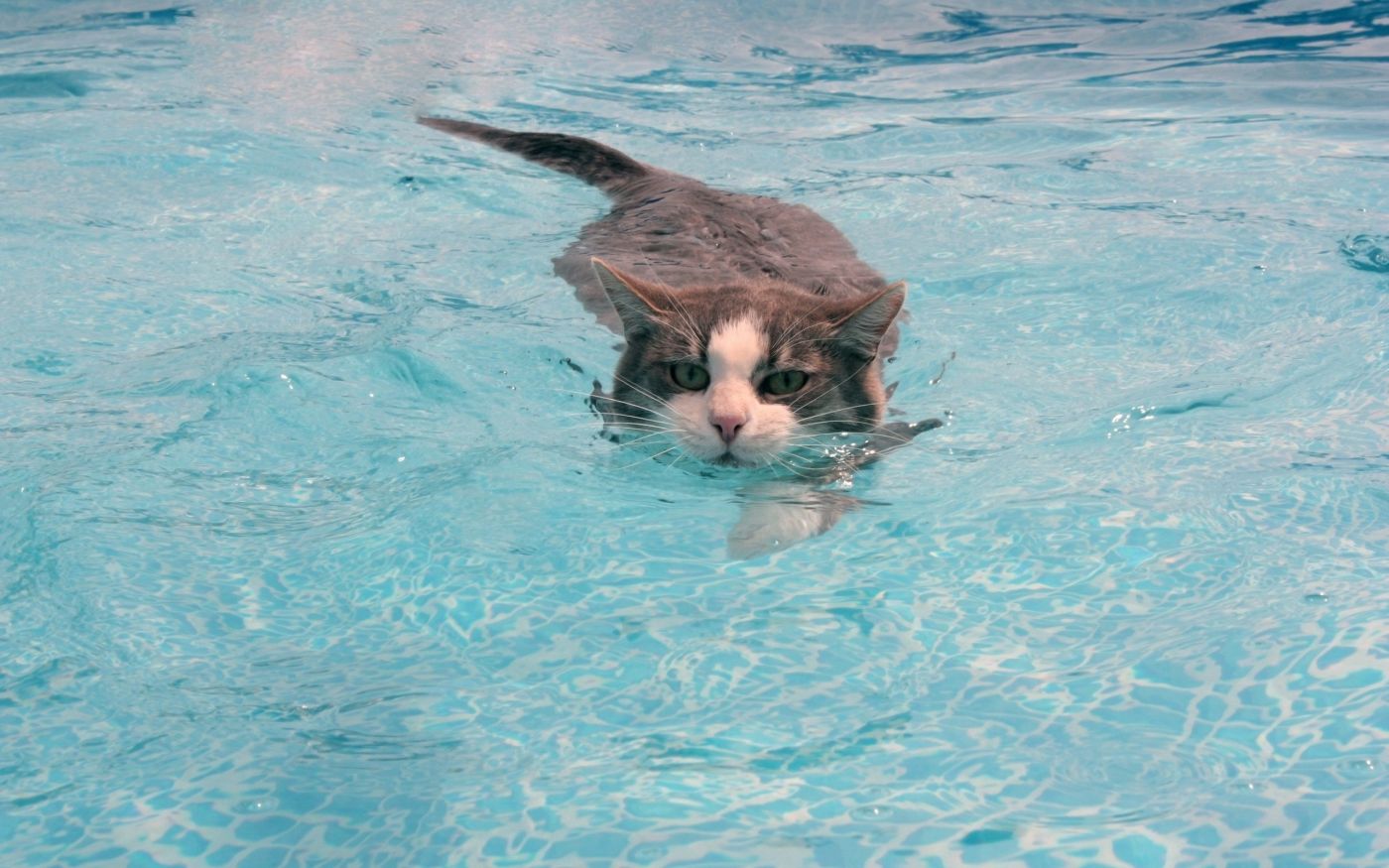 画猫的一千零九十天，看我的游泳姿势标准么？_喵画师华子-站酷ZCOOL