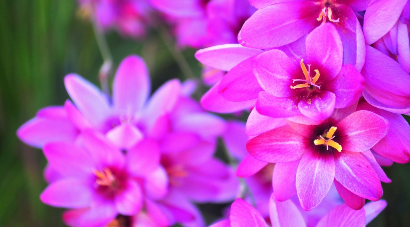 充满活力的花图片