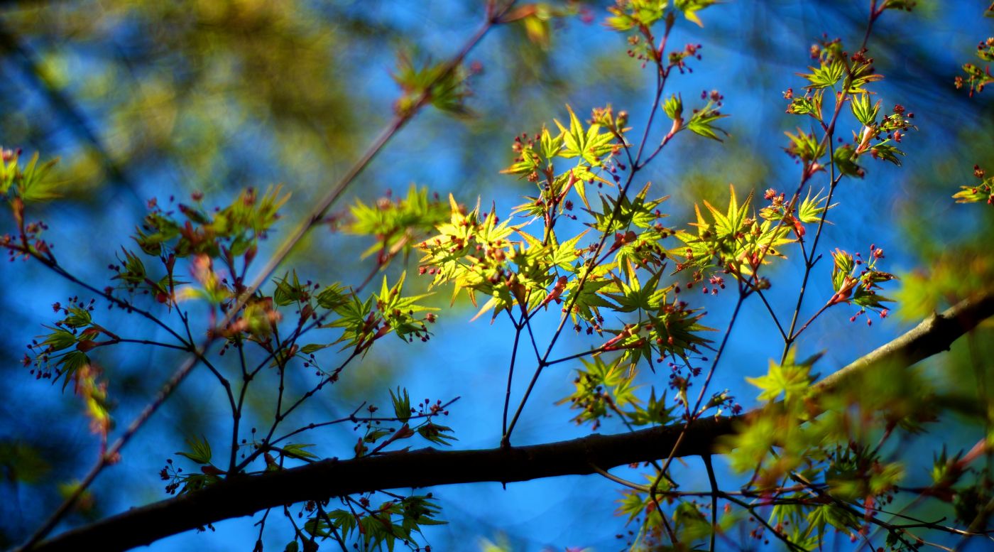叶子和浆果三角针叶图片