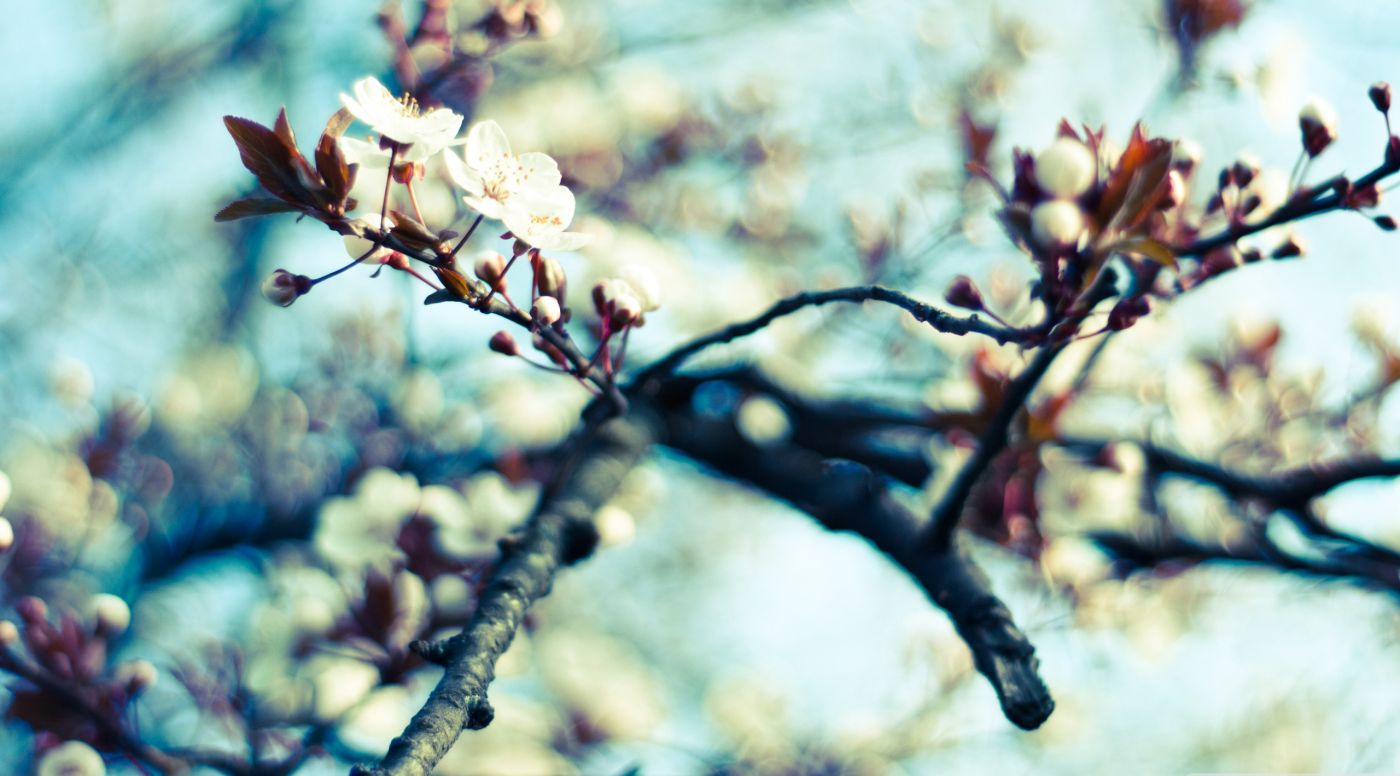 春天的花朵图片