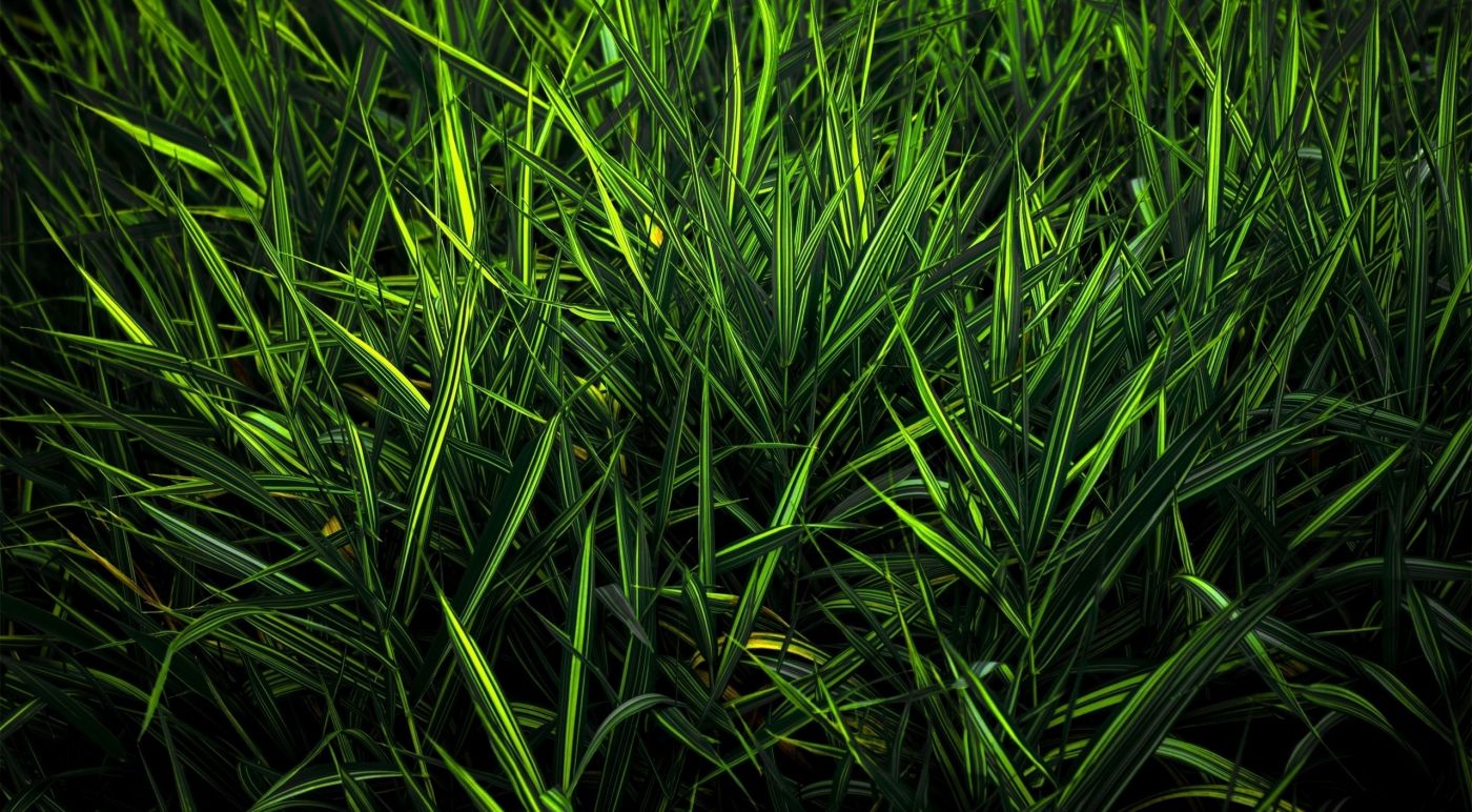 高清晰绿草壁纸图片