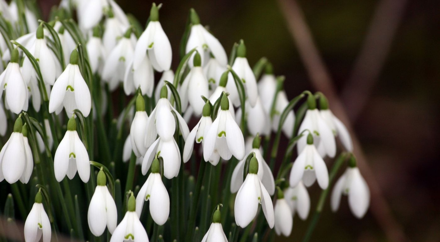 漂亮的一束雪莲花图片