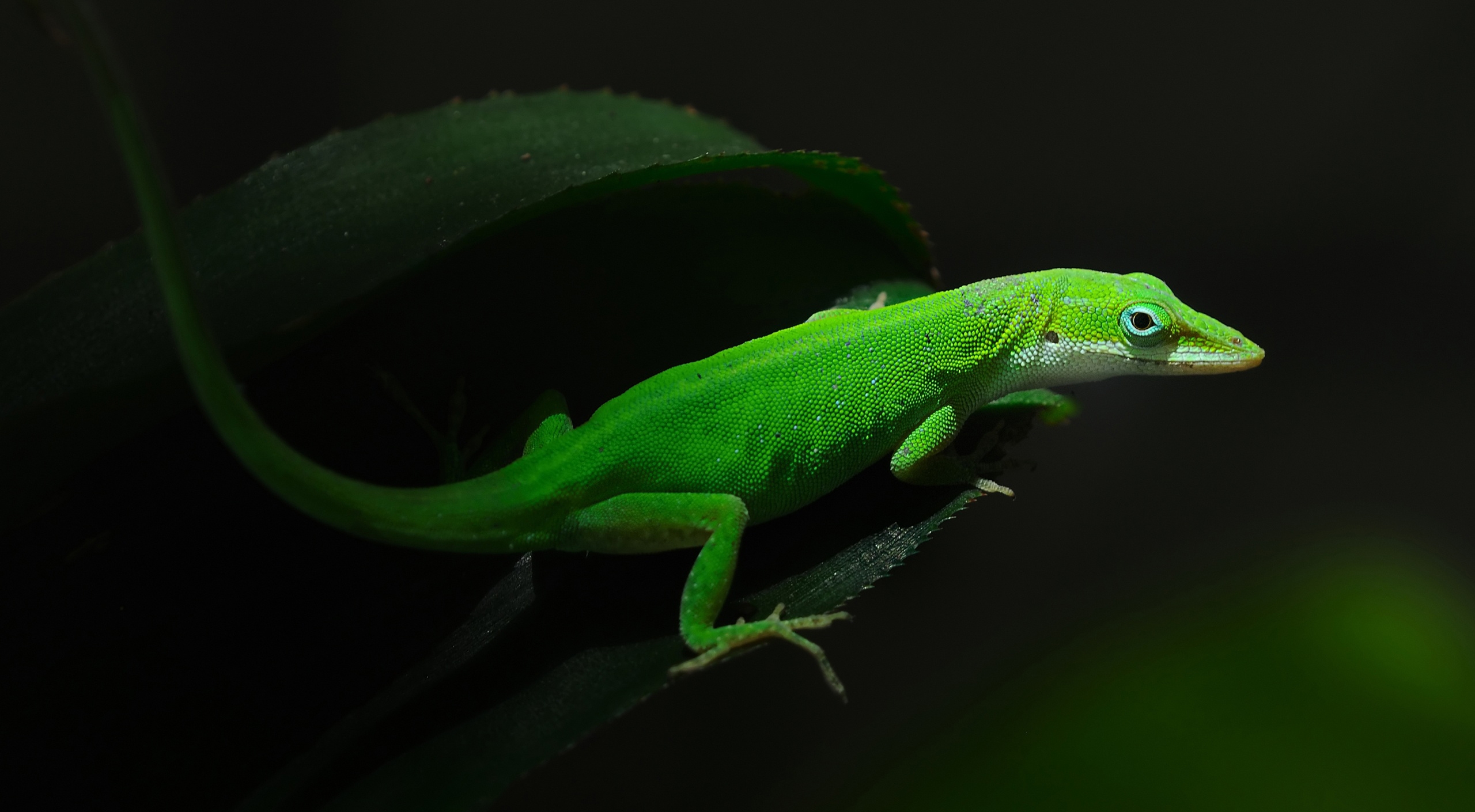 Free Images : european green lizard, scaled reptile, chameleon, adaptation, iguania, iguana ...