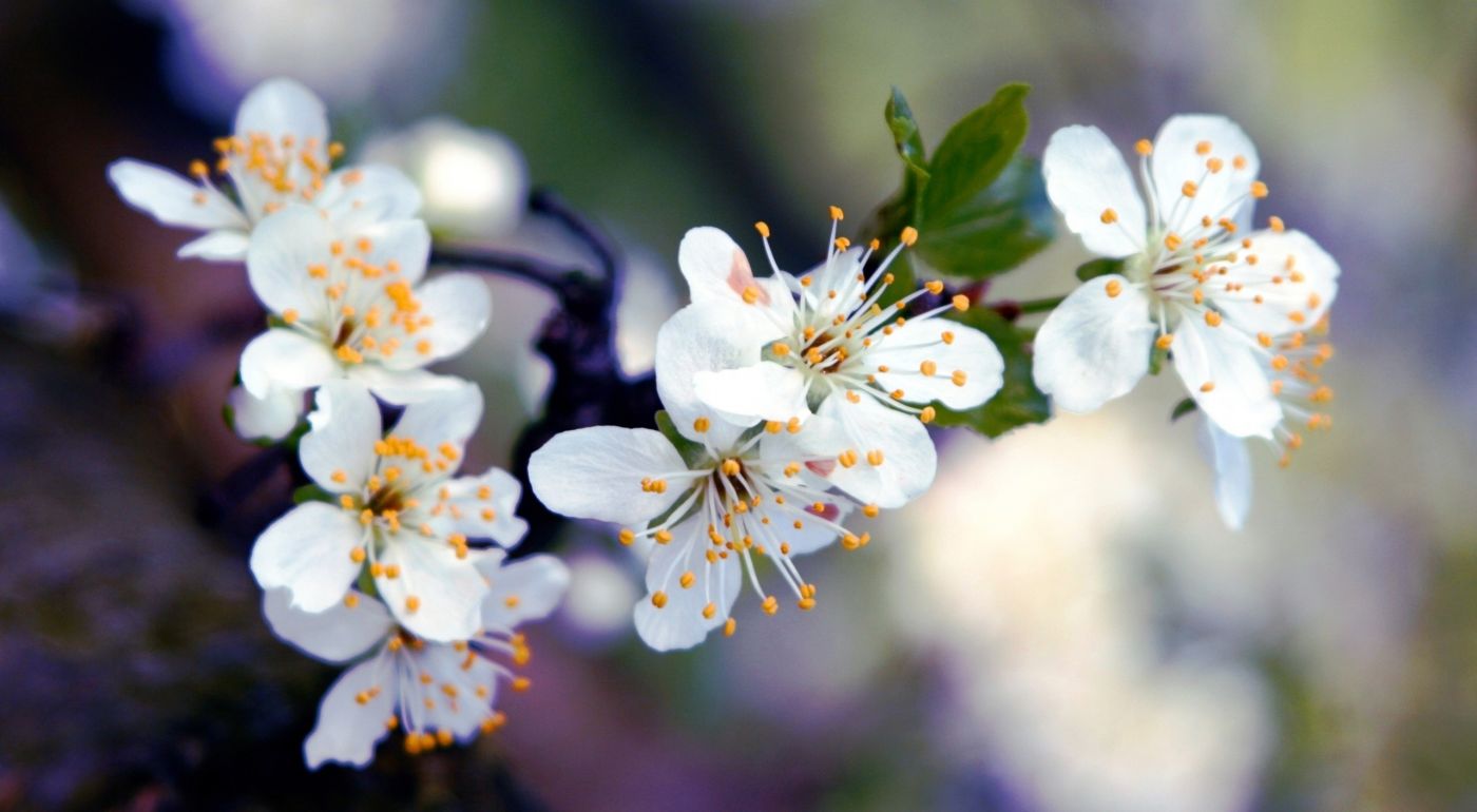 高清晰杏花植物壁纸图片