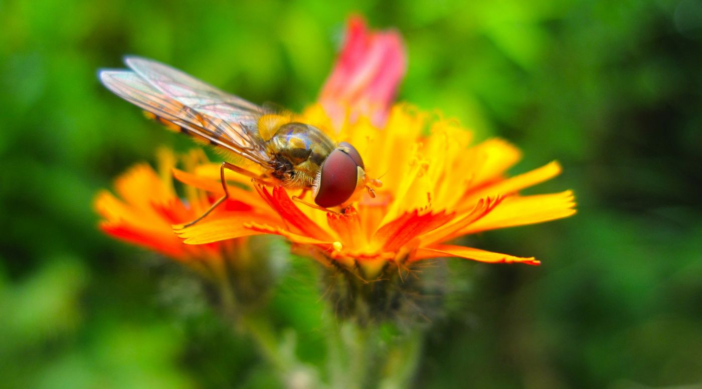 在橘子黄花上的食蚜蝇图片
